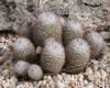 image of Mammillaria bombycina