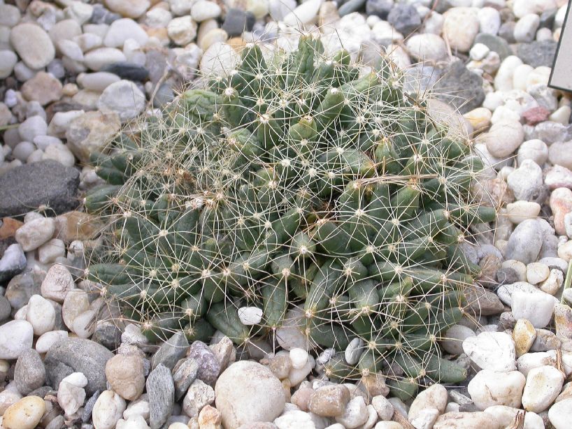 Cactaceae Mammillaria longimamma