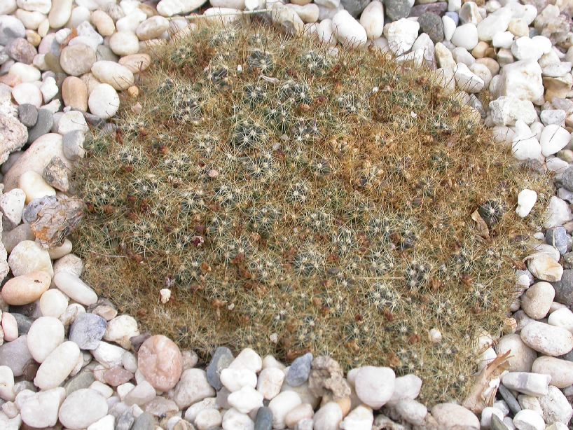 Cactaceae Mammillaria surculosa