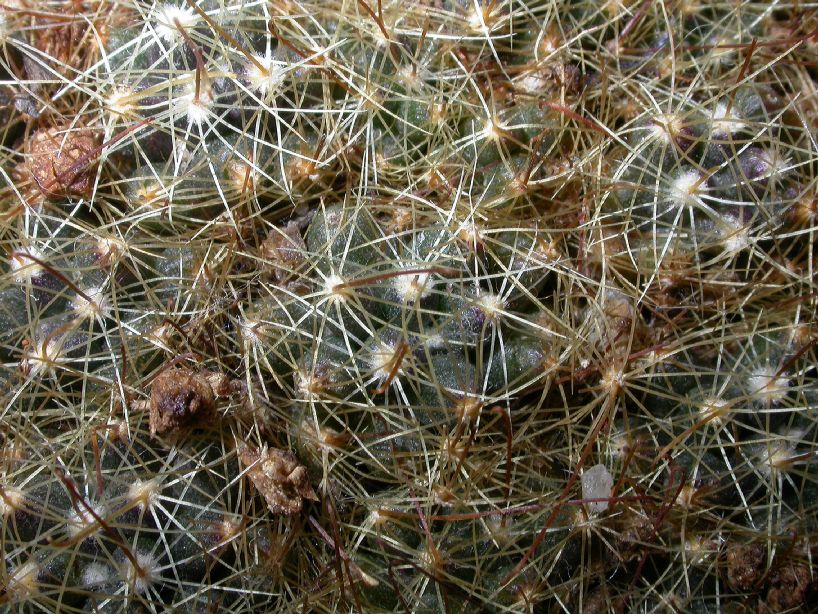 Cactaceae Mammillaria surculosa