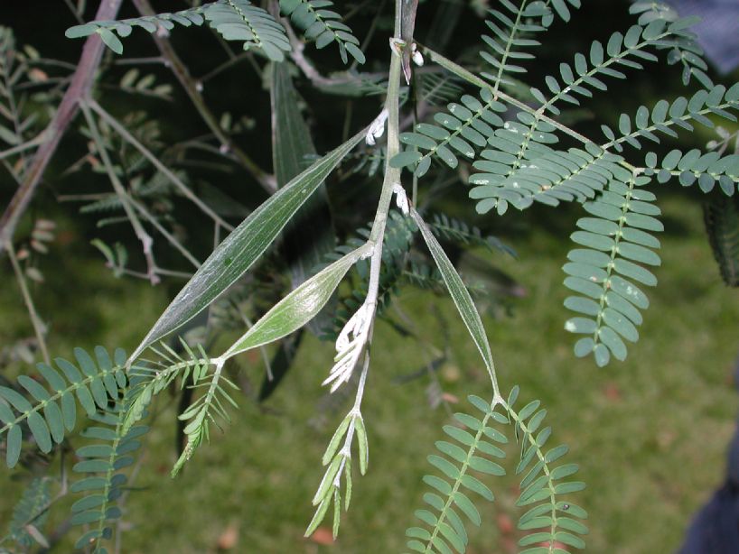 Fabaceae Acacia melanoxylon