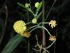 image of Acacia retinodes