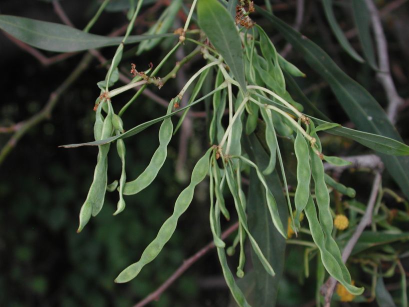 Fabaceae Acacia retinodes