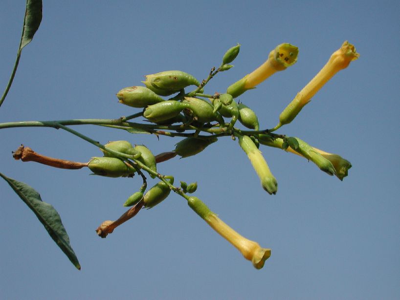 Solanaceae Nicotiana glauca