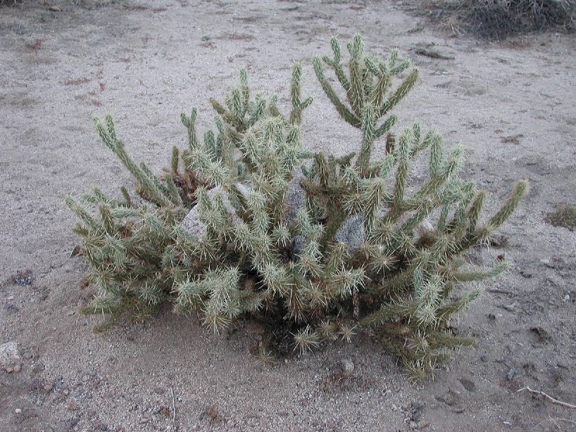 Cactaceae Opuntia 