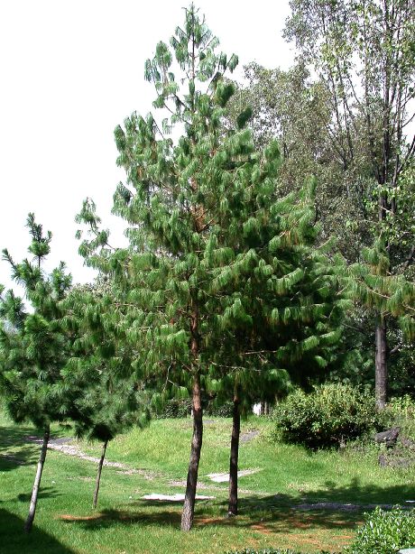 Pinaceae Pinus patula