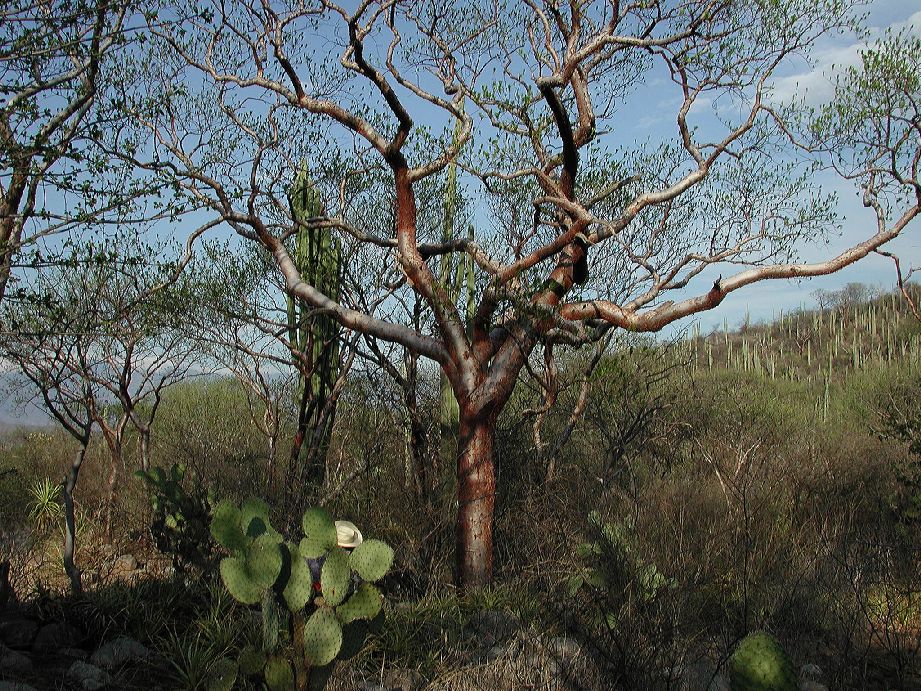 Burseraceae Bursera morelense