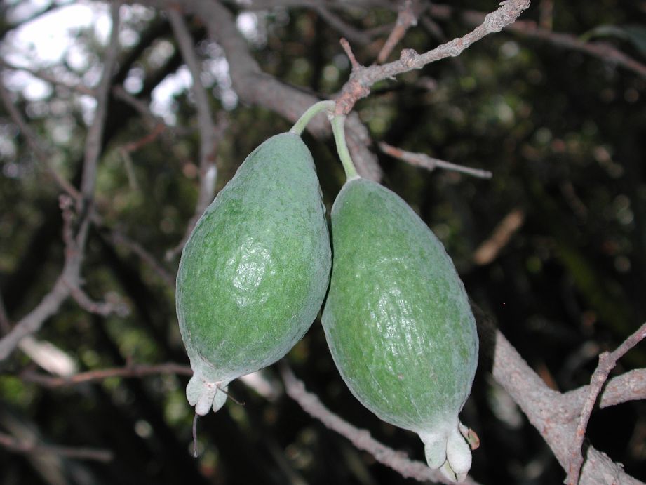 Myrtaceae Acca sellowiana