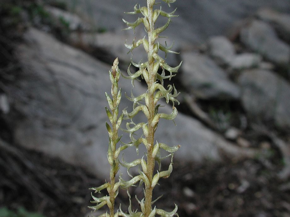 Orchidaceae Stenorrhynchos michoacanus