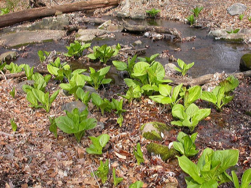 Araceae Symplocarpus foetidus