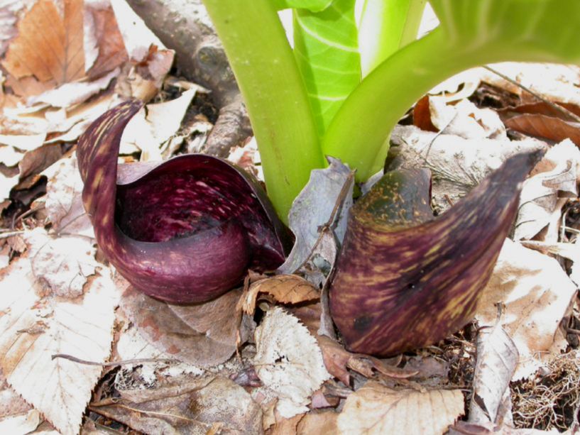 Araceae Symplocarpus foetidus