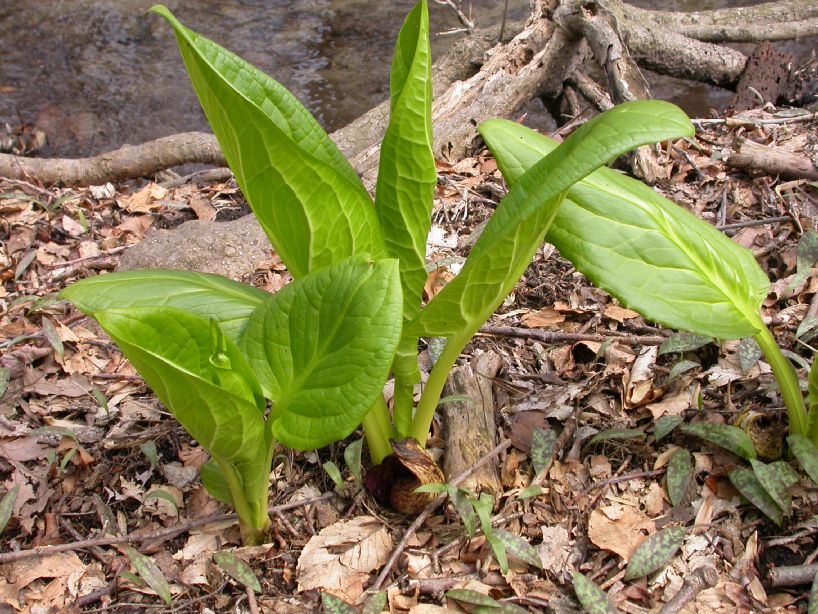 Araceae Symplocarpus foetidus