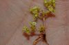 image of Chorizanthe procumbens