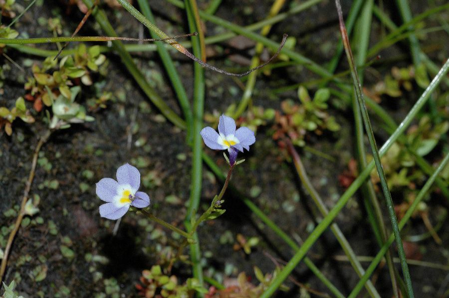 Campanulaceae Downingia cuspidata