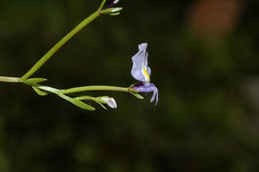 Campanulaceae Downingia cuspidata