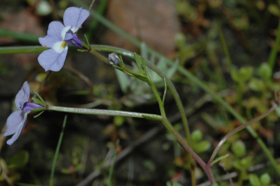 Campanulaceae Downingia cuspidata