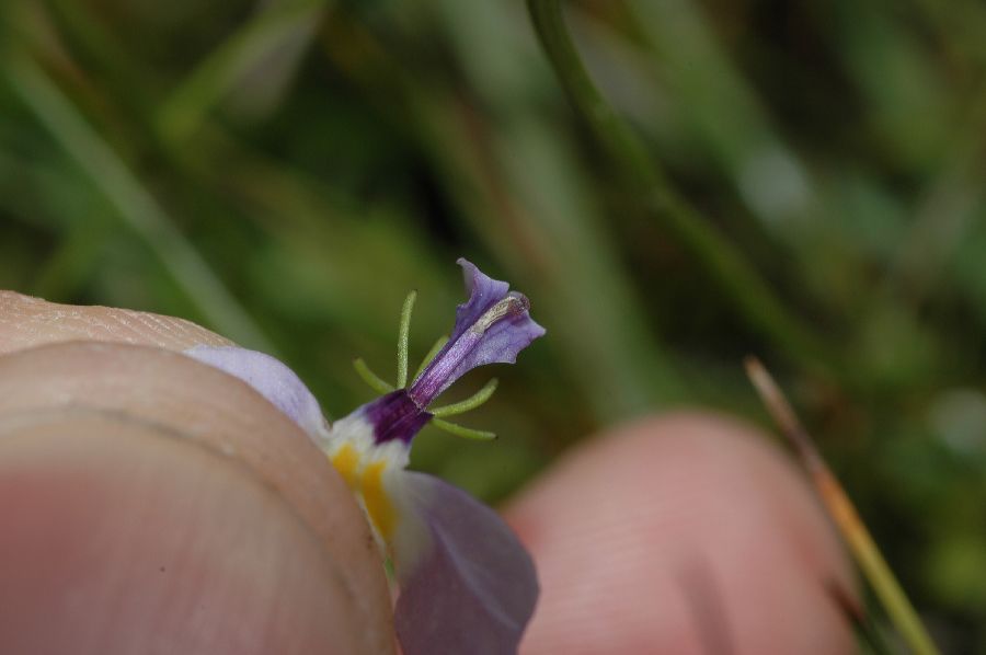 Campanulaceae Downingia cuspidata