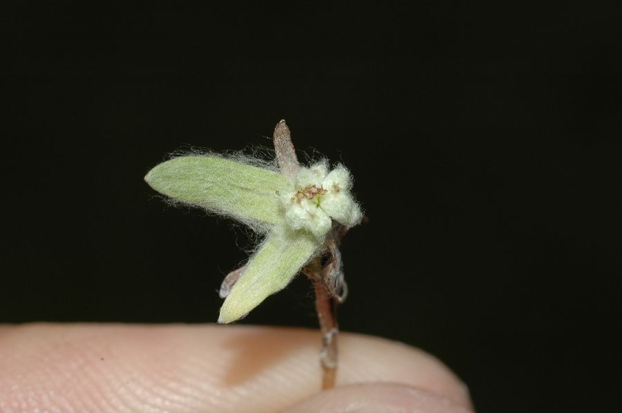 Asteraceae Psilocarphus brevissimus