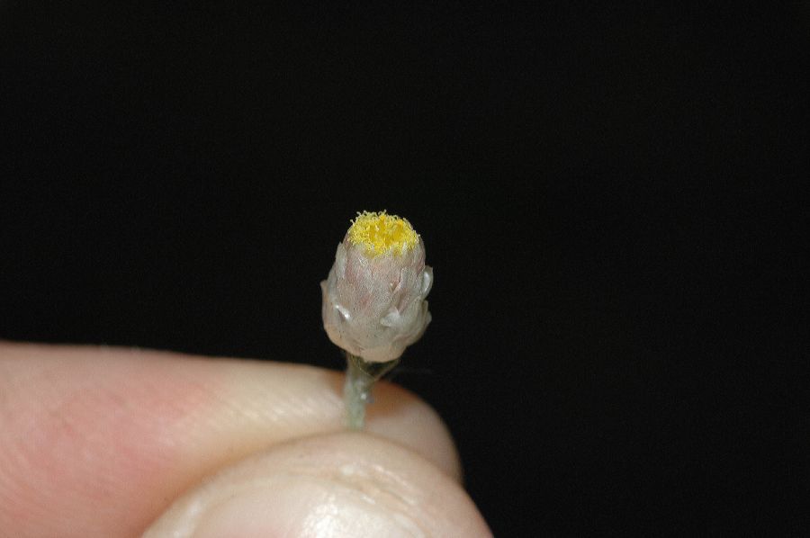 Asteraceae Gnaphalium californicum