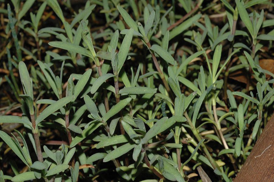 Asteraceae Jaumea carnosa