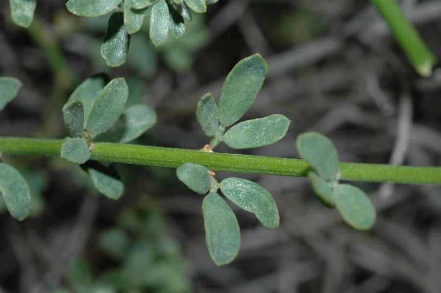 Fabaceae Lotus scoparius