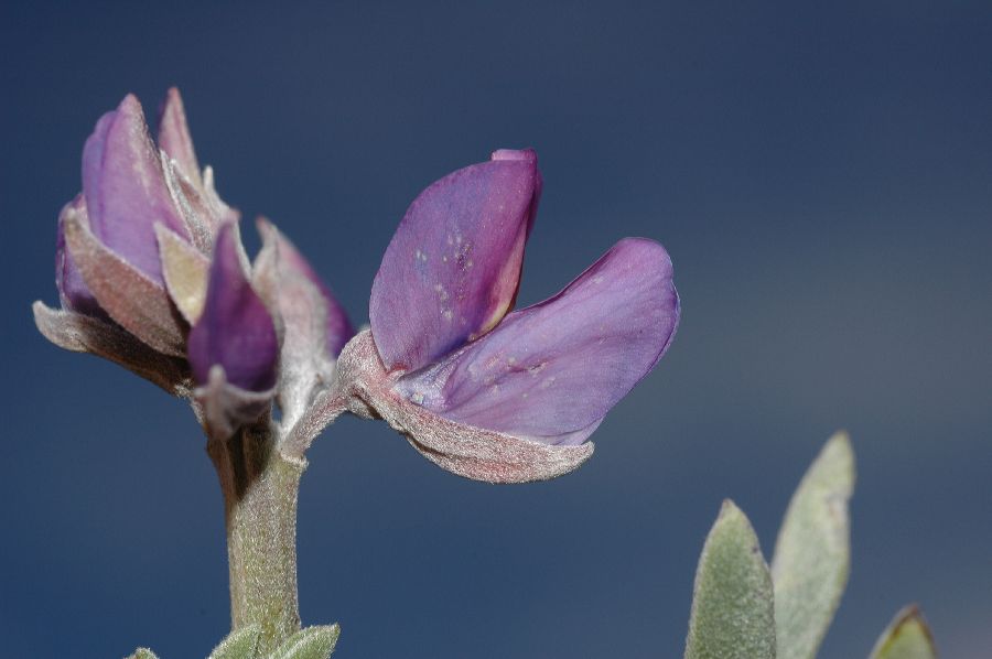 Fabaceae Lupinus albifrons