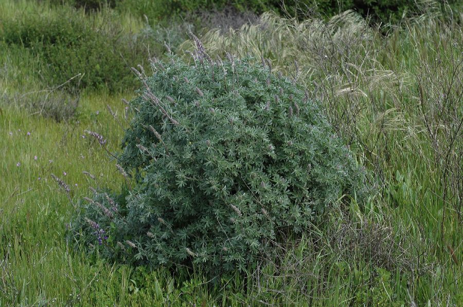 Fabaceae Lupinus albifrons