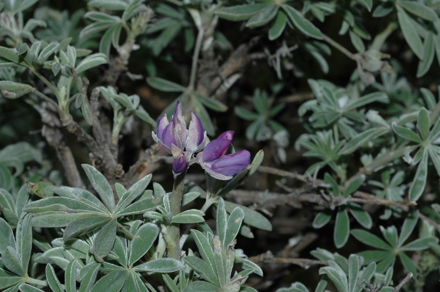 Fabaceae Lupinus albifrons