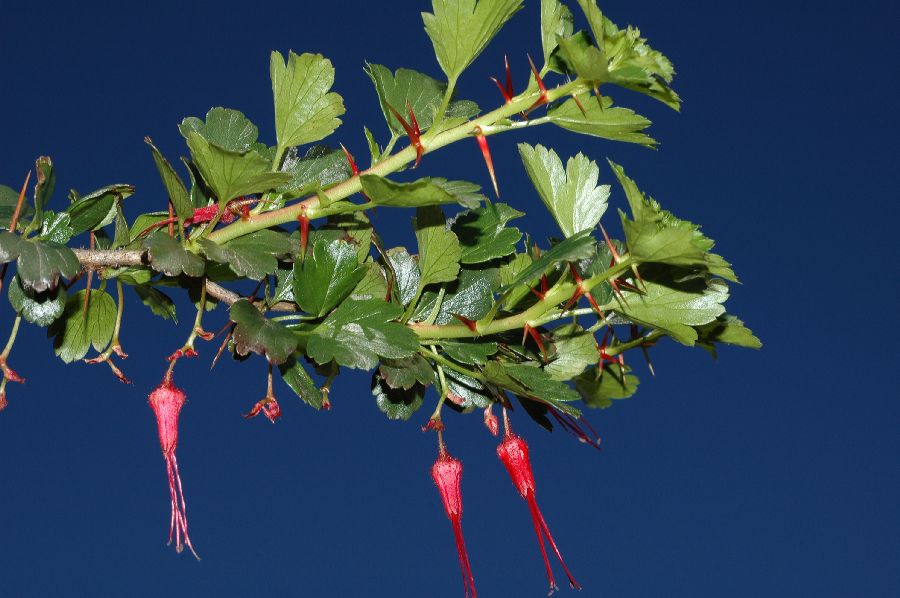 Grossulariaceae Ribes speciosum