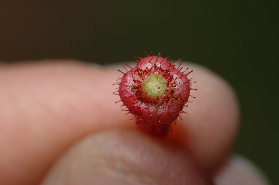 Grossulariaceae Ribes speciosum