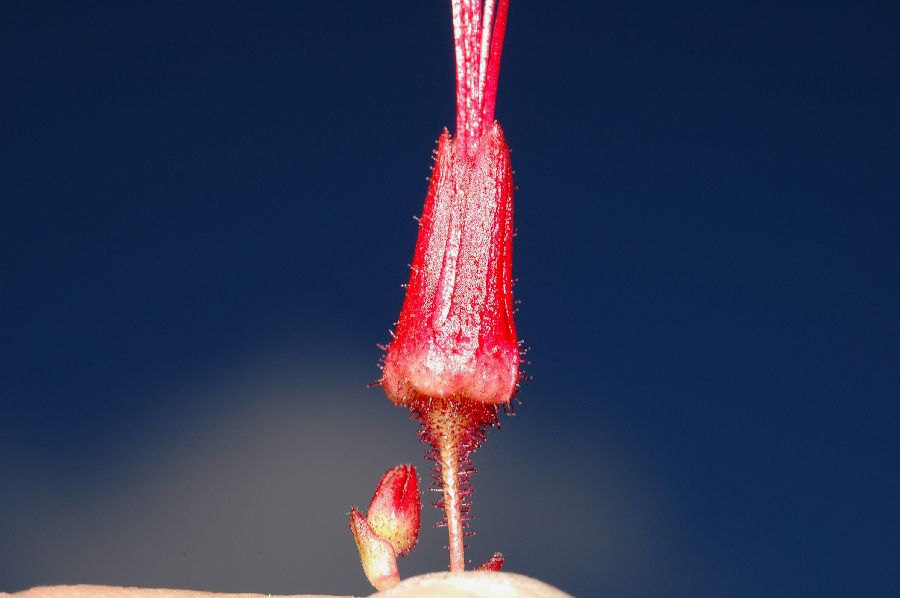 Grossulariaceae Ribes speciosum