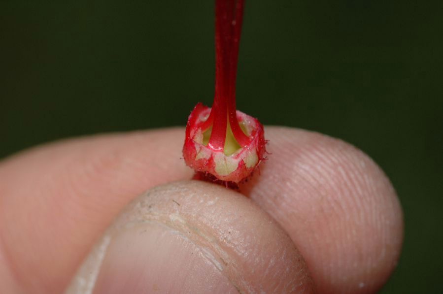 Grossulariaceae Ribes speciosum