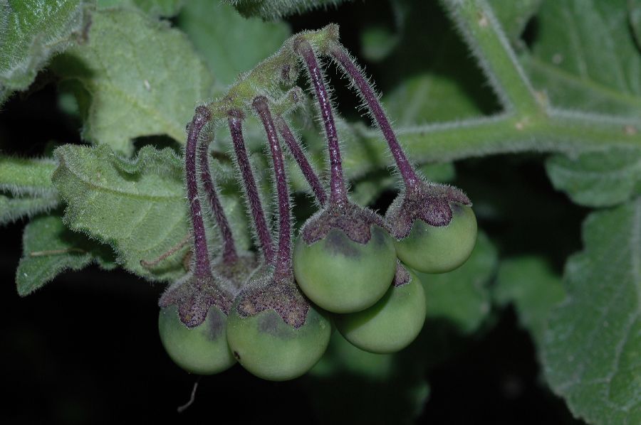 Solanaceae Solanum xantii