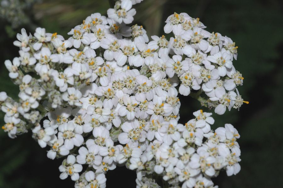 Asteraceae Achillea millefolium