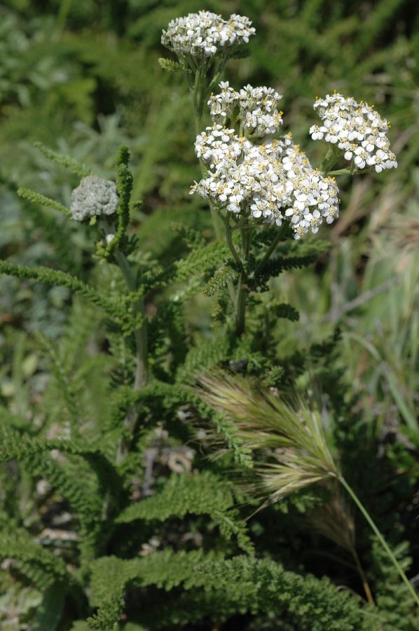 Asteraceae Achillea millefolium