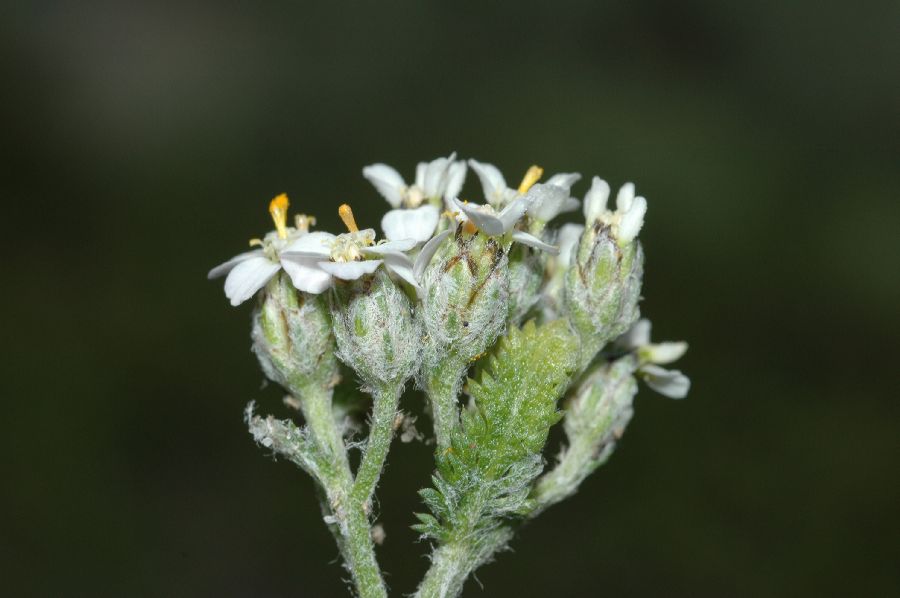 Asteraceae Achillea millefolium