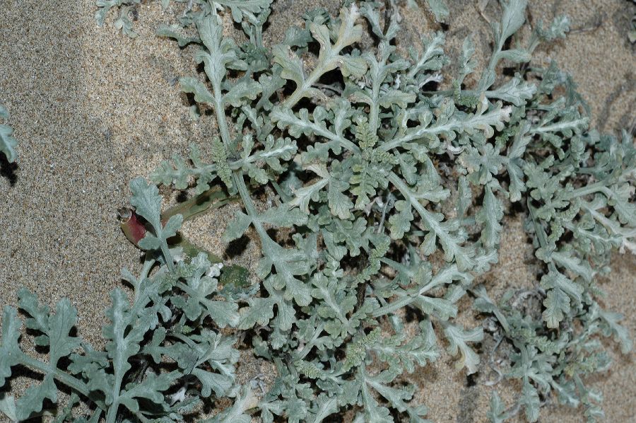 Asteraceae Ambrosia chamissonis