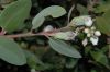 image of Arctostaphylos morroensis