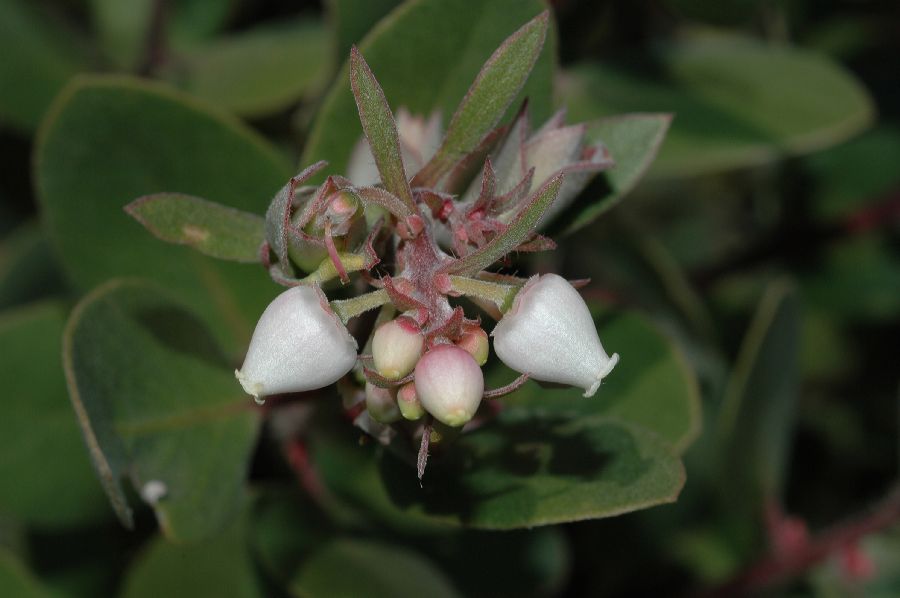 Ericaceae Arctostaphylos morroensis