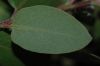 image of Arctostaphylos morroensis