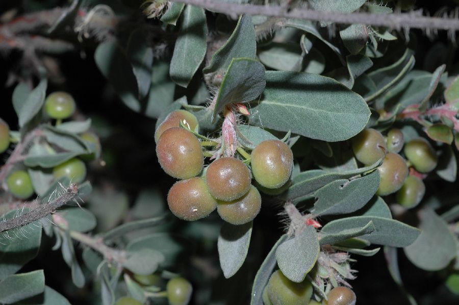 Ericaceae Arctostaphylos morroensis