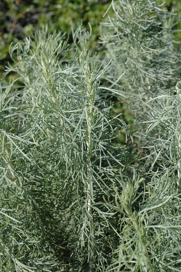 Asteraceae Artemisia californica