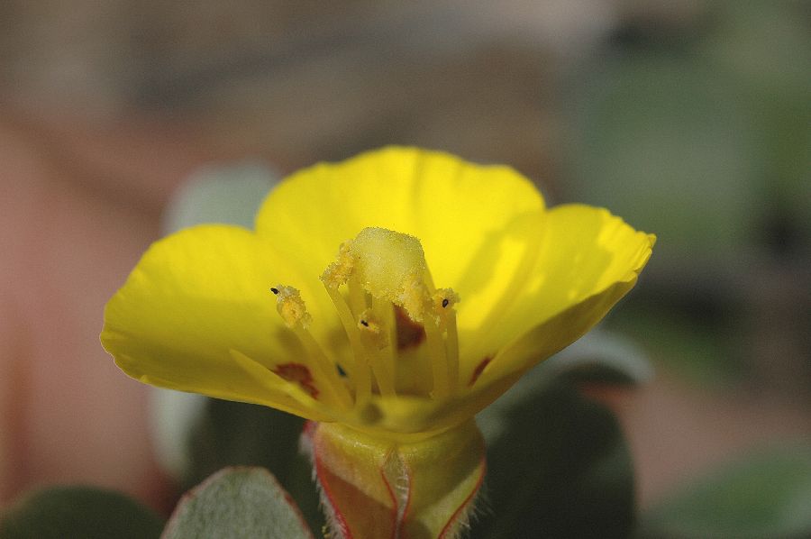 Onagraceae Camissonia cheiranthifolia