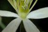 image of Clematis lasiantha