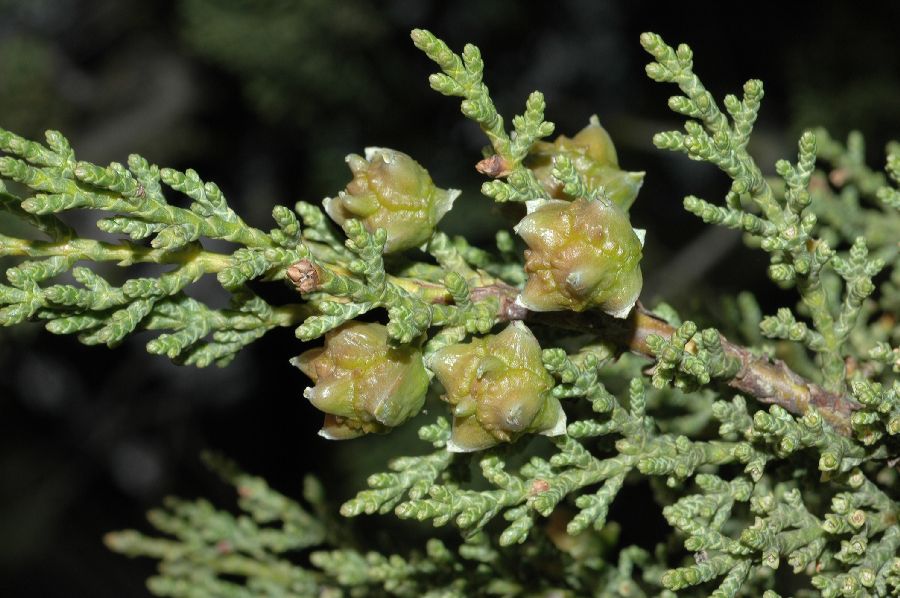 Cupressaceae Cupressus sargentii