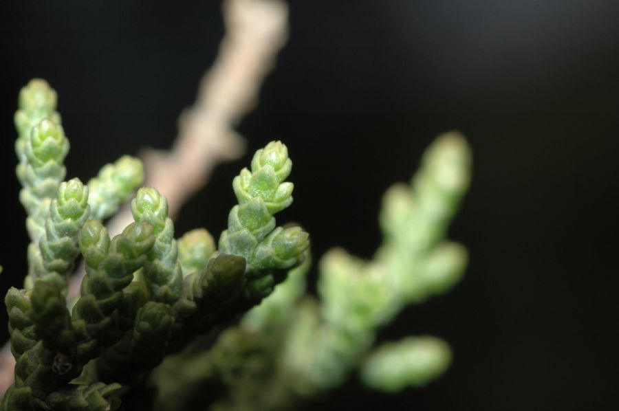 Cupressaceae Cupressus sargentii