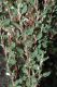 image of Eriogonum parvifolium