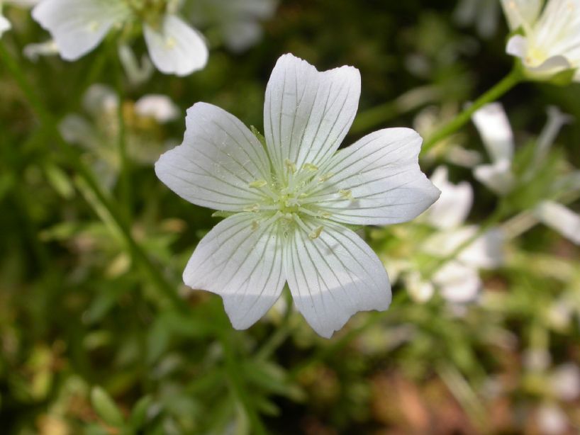 Limnanthaceae Limnanthes douglasii