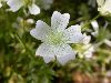 image of Limnanthes douglasii