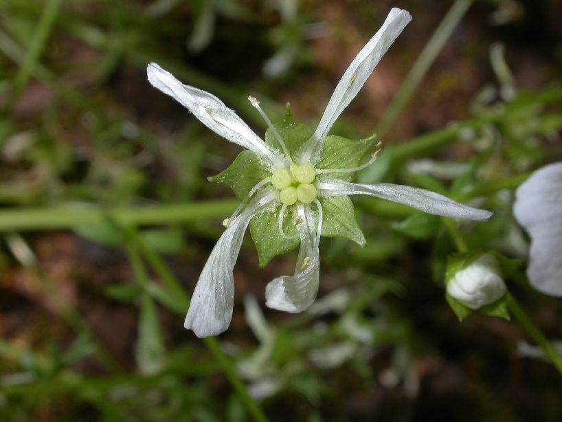 Limnanthaceae Limnanthes douglasii